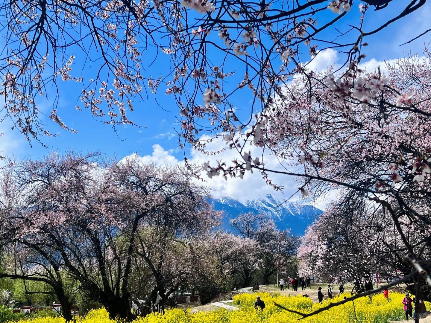 嘎拉桃花村3