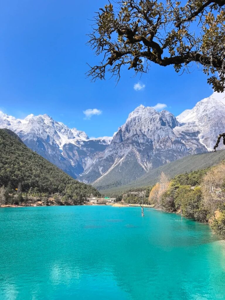 Blue Moon Valley in Lijiang, Yunnan, displaying a vivid turquoise blue-green lake surface as clear as jade, multiple permanently snow-capped peaks of Jade Dragon Snow Mountain rising sharply against a clear blue sky in the background, lush ancient forests lining both banks, a weathered bare tree branch in the upper right corner adding depth and visual layering to the composition