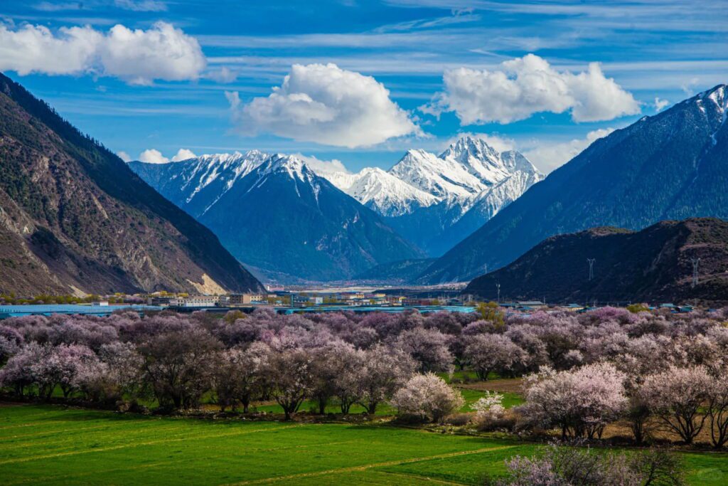 西藏桃花節波密桃花溝野桃花盛開雪山田園景觀