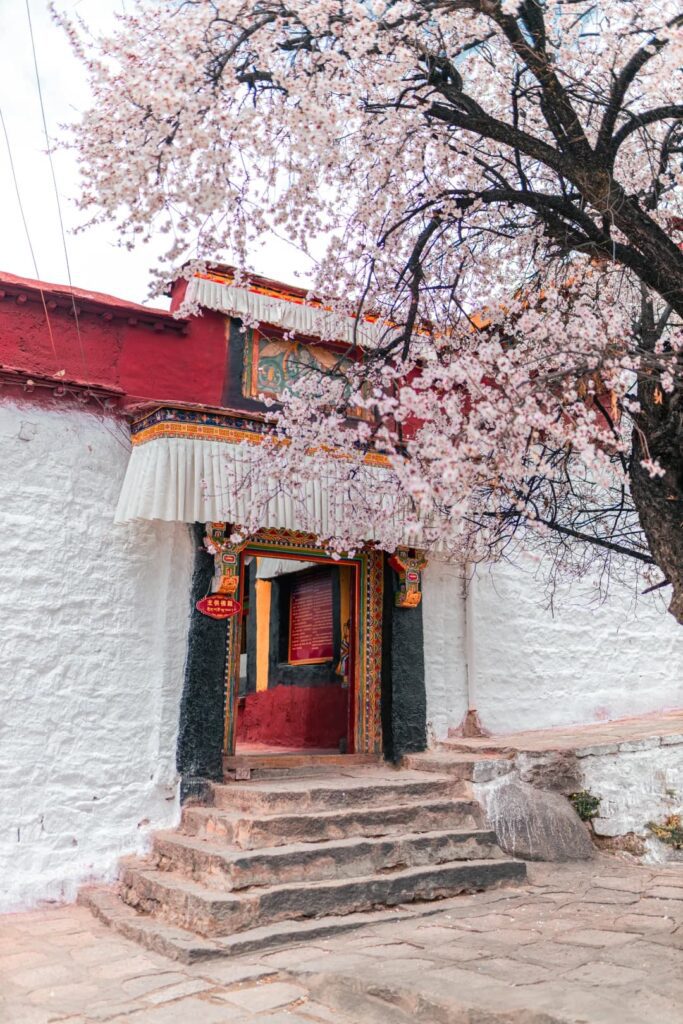 帕邦喀寺白牆紅頂藏式建築門口,桃花盛開遮蔭,石階通往主供佛殿入口