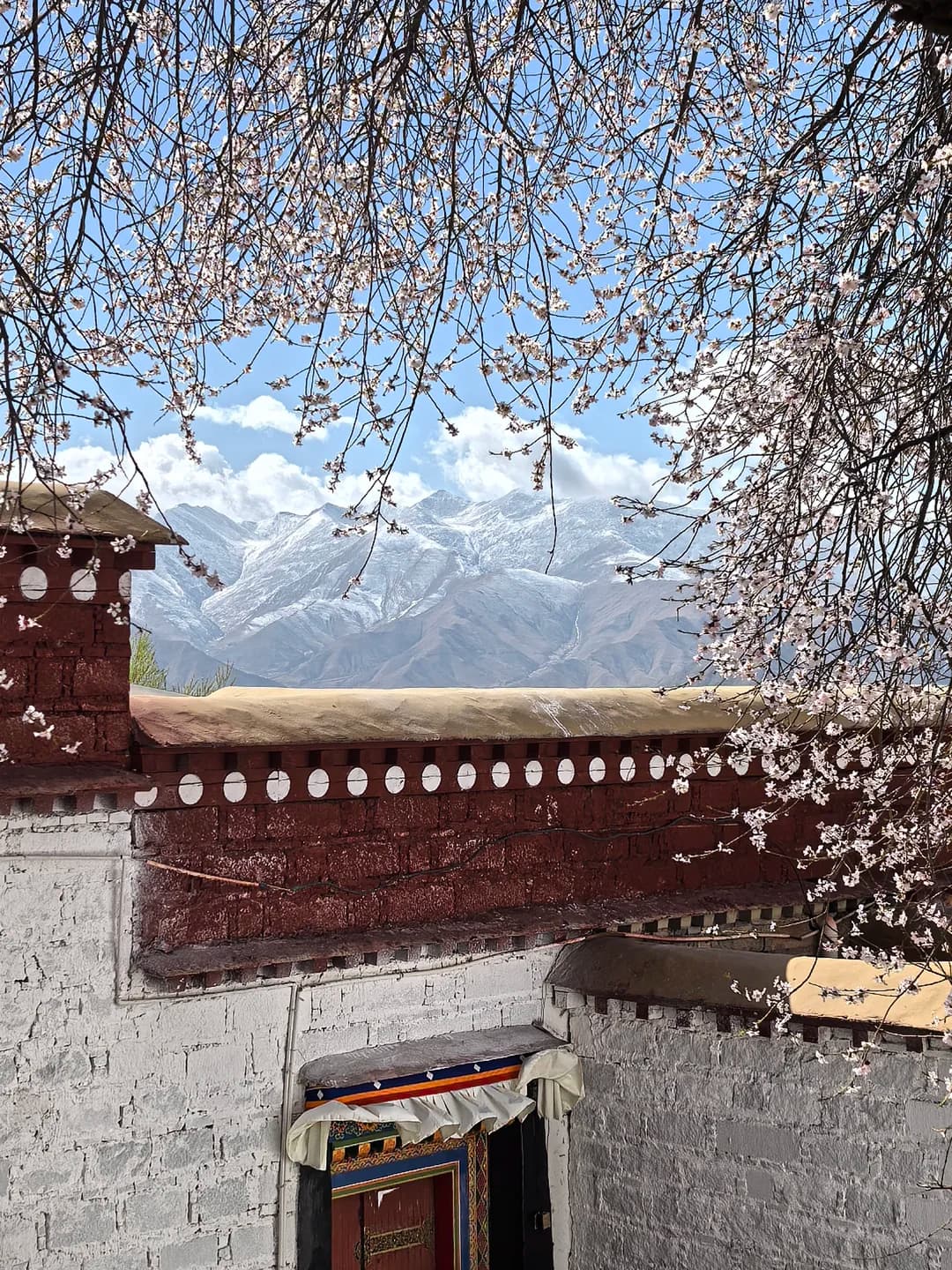 帕邦喀寺紅色邊瑪牆與白牆建築,桃花枝條垂掛,遠眺雪山群峰