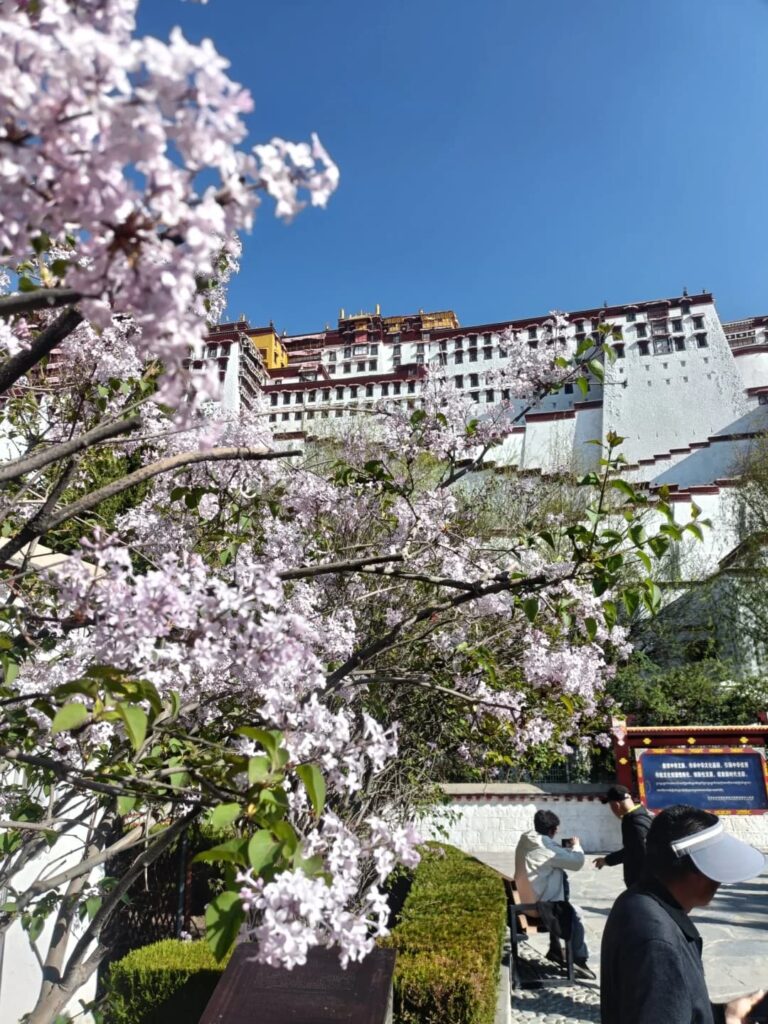布達拉宮白牆紅宮金頂建築群,前景紫色花樹盛開,遊客在廣場拍照