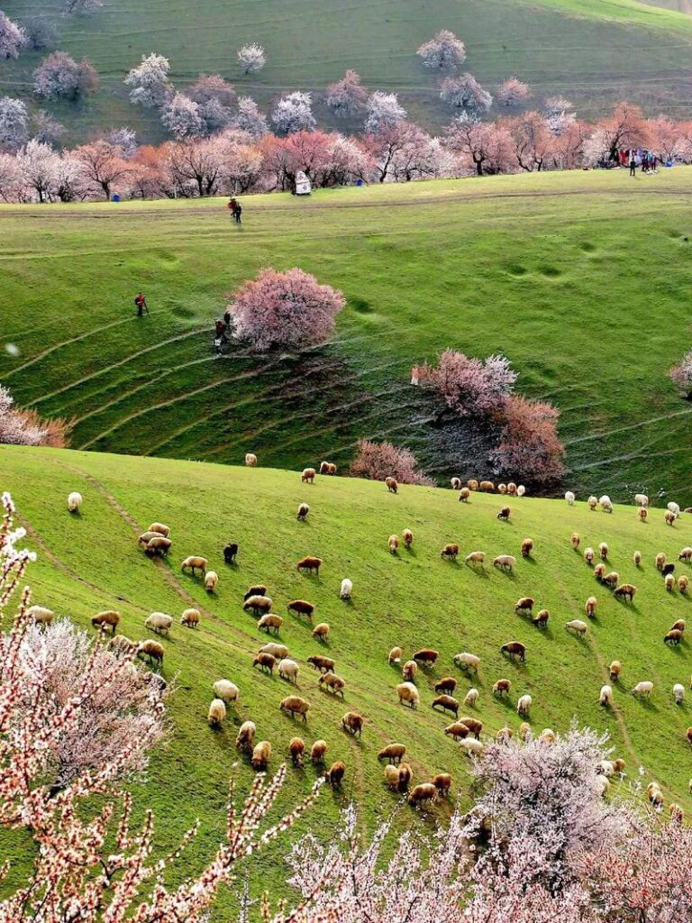 大西溝杏花溝 新疆2026