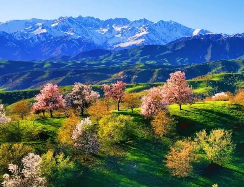 Daxigou Almond Blossom Gully Xinjiang 2026 Northern Territory 10 Days