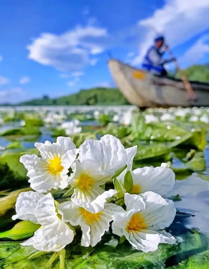 到雲南旅遊欣賞瀘沽湖水性楊花