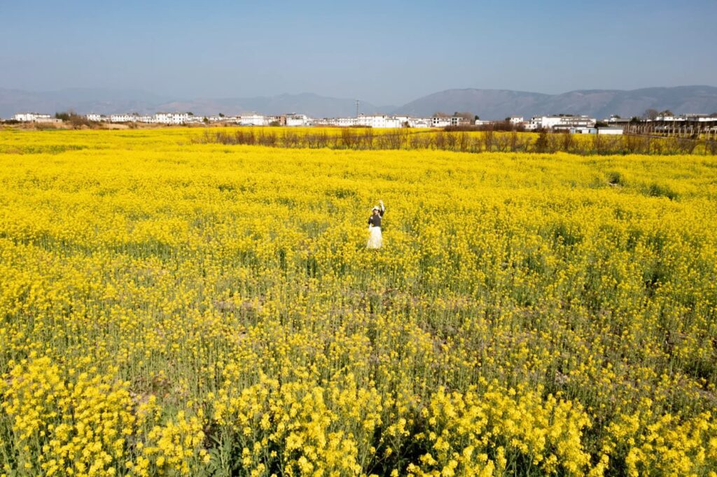 雲南旅遊推薦|昆大麗瀘沽湖8日深度慢遊,最值得的雲南行程 - CITS China International Travel Service 云南旅游推荐.航拍视角俯瞰云南大理喜洲一望无际的金黄油菜花田,一名身穿白裙的女子站立花田中央自拍,远方白族村落白墙建筑清晰可见,背景为浅蓝天色与连绵低山