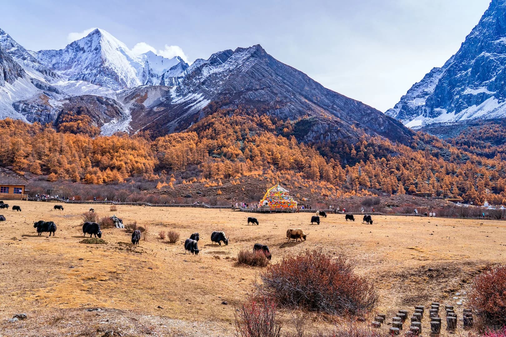 稻城亞丁洛絨牛場秋季牦牛群與三怙主神山金色樹林,四川甘孜川西藏區