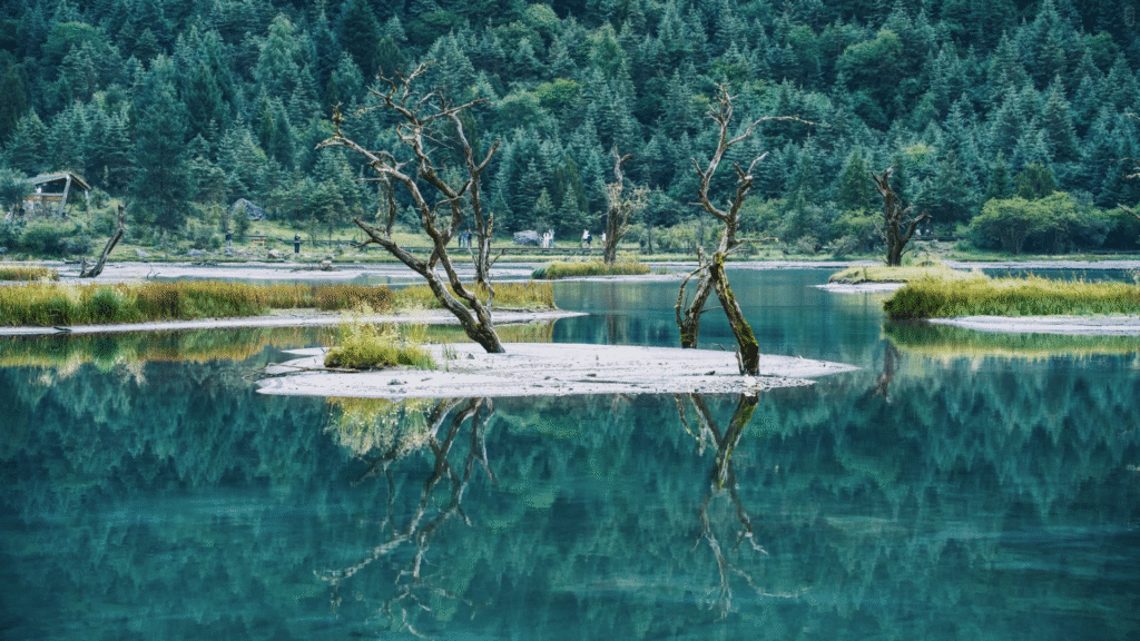 四姑娘山雙橋溝翠綠湖面倒映枯木與針葉林,四川小金川西自然景觀