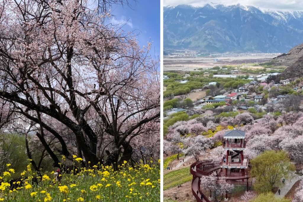 2027林芝桃花節攻略|花期、秘境賞花路線與西藏行程建議 - CITS China International Travel Service 2027林芝桃花節攻略|花期、秘境賞花路線與西藏行程建議 | CITS 環球國旅 China Travel Tour