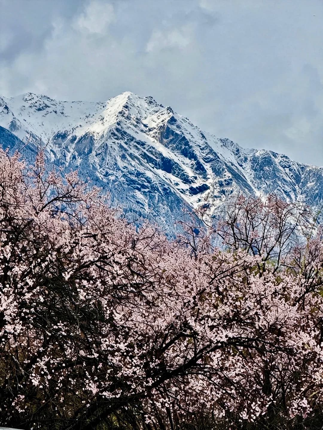 雪山下盛開的粉色桃花林,2027林芝桃花節封面景觀