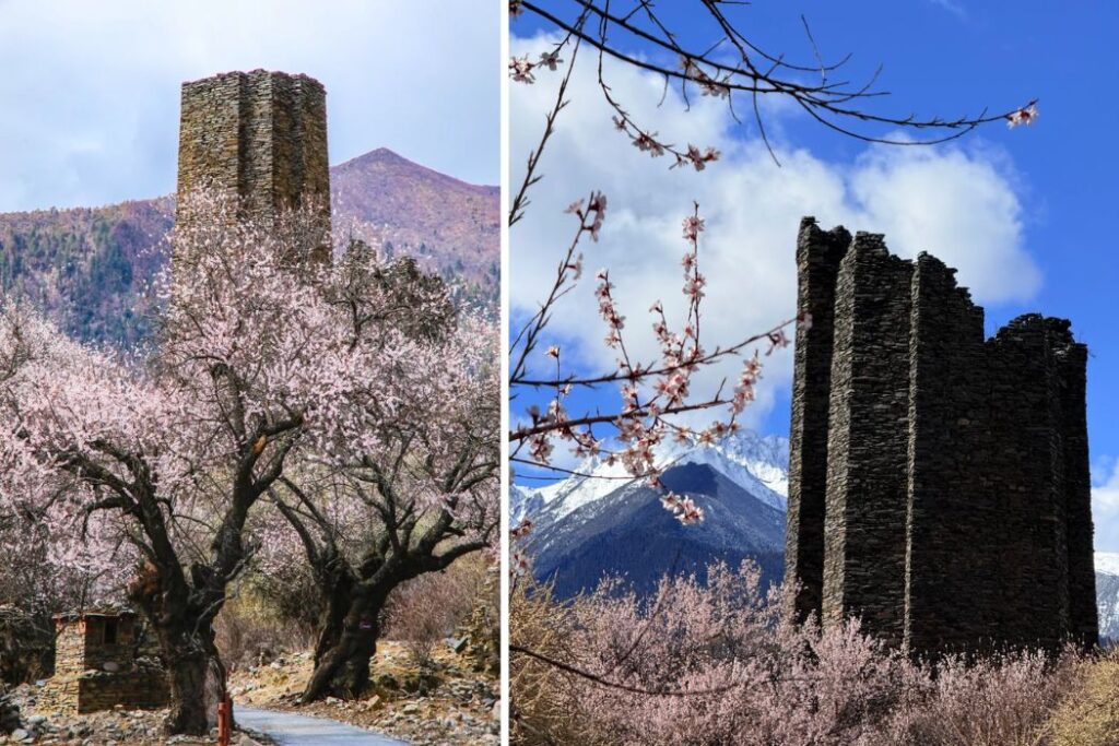 2027林芝桃花節攻略|花期、秘境賞花路線與西藏行程建議 - CITS China International Travel Service 秀巴古堡千年碉樓與桃花同框