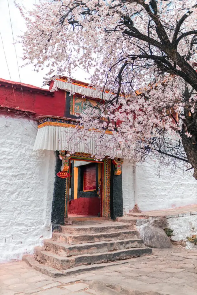 At the entrance to the Tibetan-style building with white walls and a red roof at Pabangka Monastery, peach blossoms are in full bloom, providing shade, and stone steps lead to the entrance of the main prayer hall.