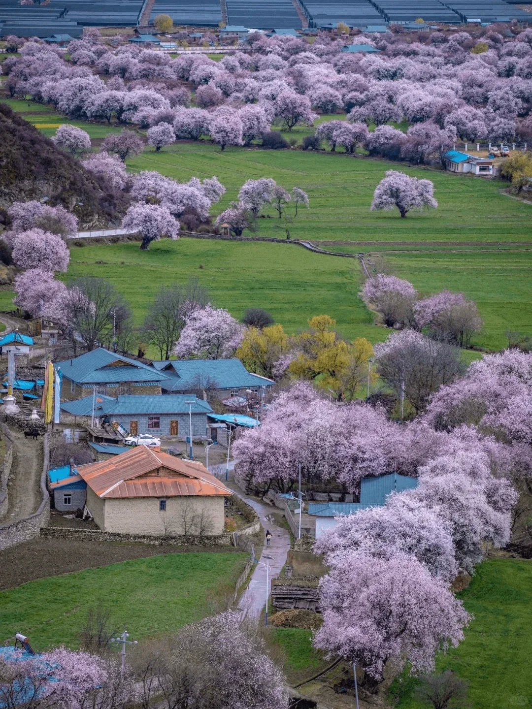 Peach Blossom Ditching in Bomi - Peach Blossom Scenery