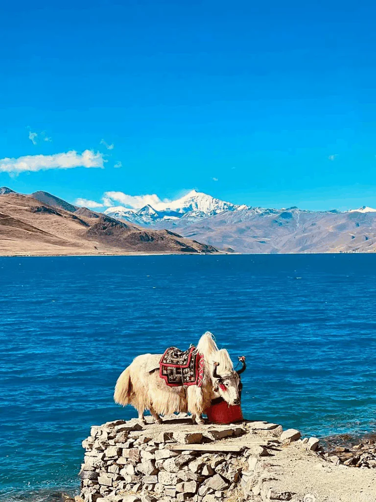 Tibet Sheep Lake - Shannan Viewpoints with the cute cows on top for photos