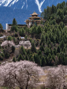 Garang Palace - Peach Blossom Festival in full bloom with mountains, flowers, and a royal palace Garang Palace - Peach Blossom Festival in full bloom with mountains, flowers, and a royal palace