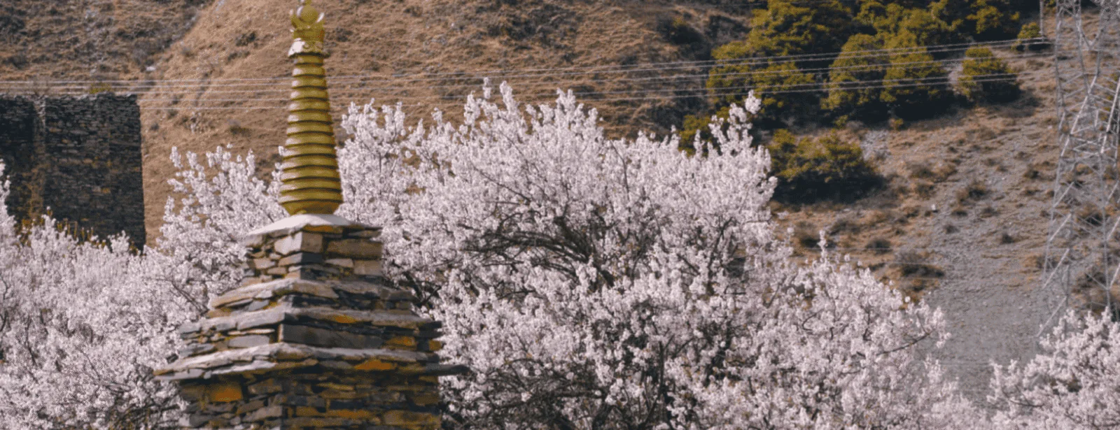 A must-visit holy place in Linzhi Peach Blossom Festival is very beautiful.