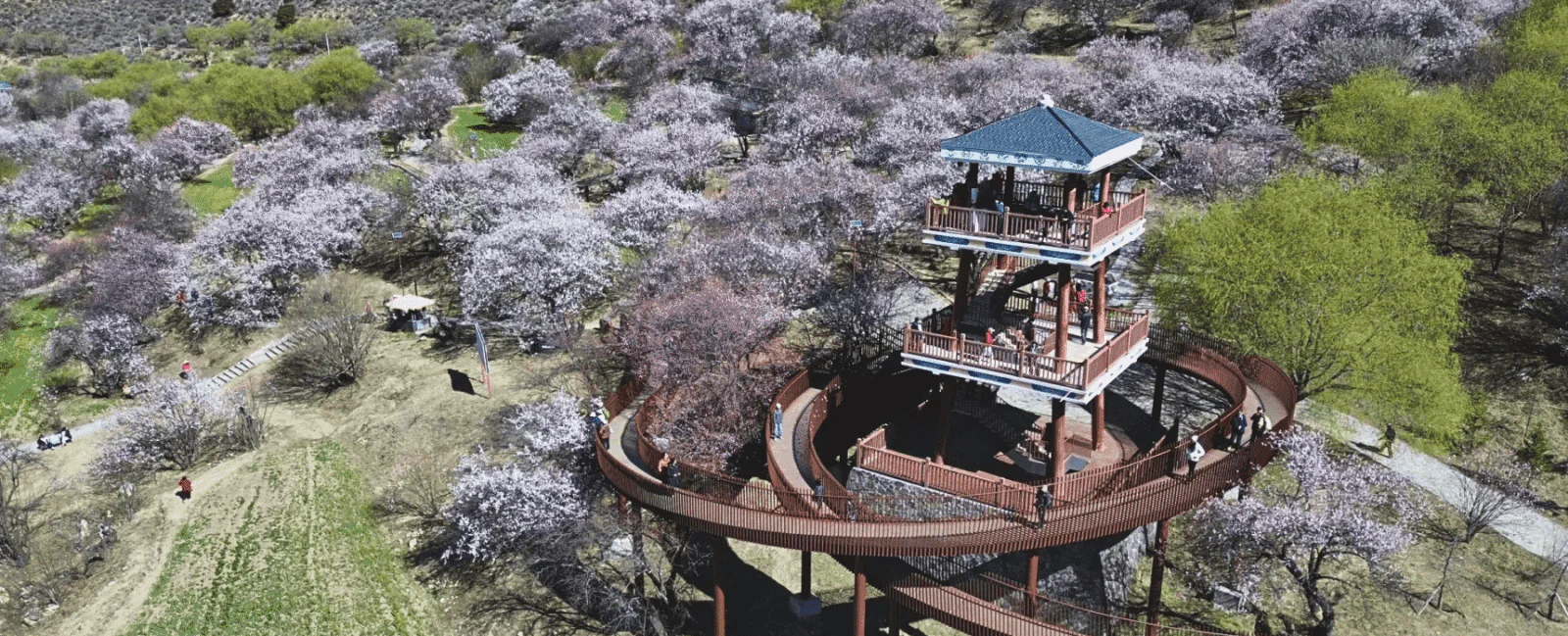 Peach Blossom Festival in Linzhi, TibetPeach Blossom Festival in Lhasa, TibetGala Peach Blossom Village