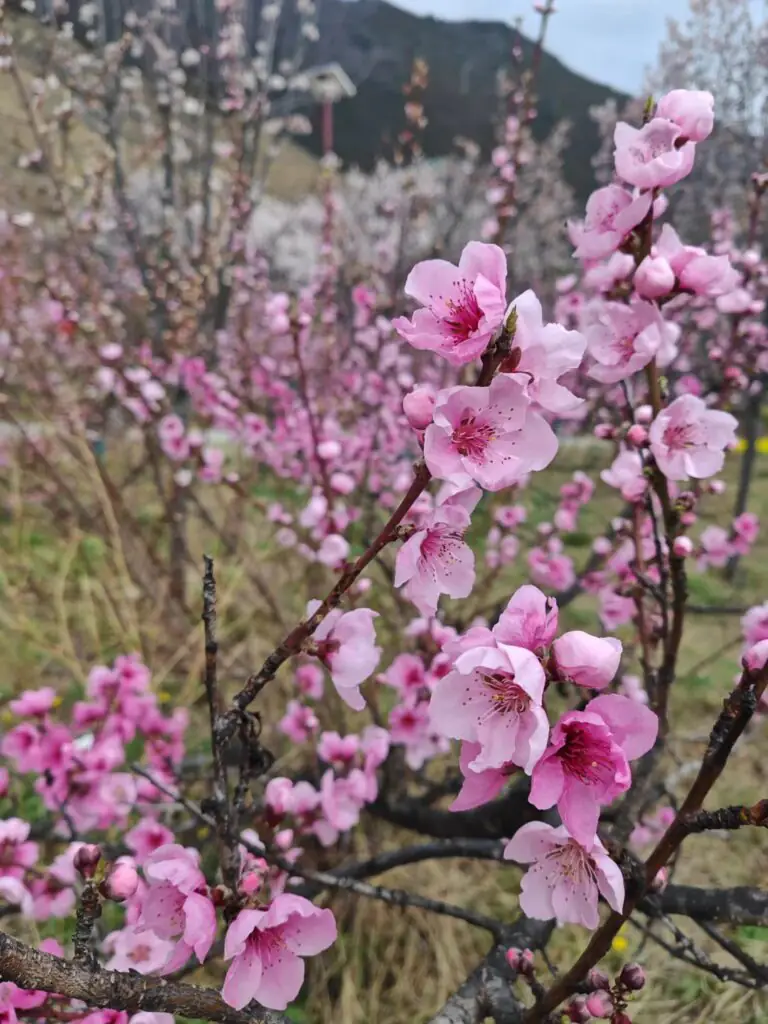 Gala Peach Blossom Village དགའ་ལ་|Nyingchi, Tibet Attractions—Main Venue of the Nyingchi Peach Blossom Festival|China2Go The peach color of Gala Peach Blossom