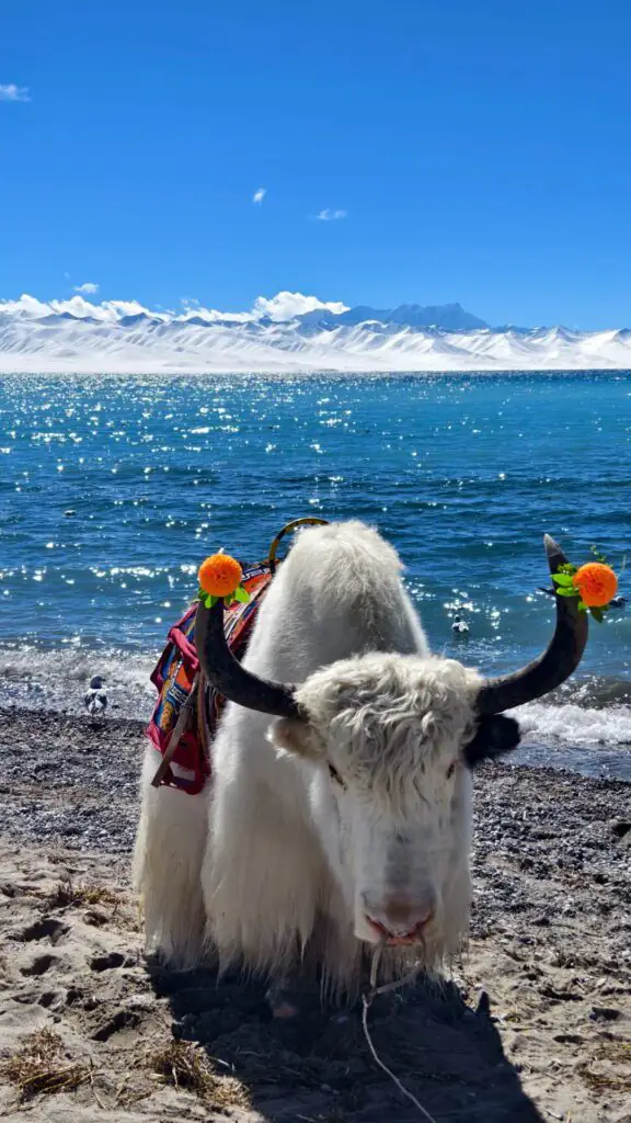納木錯 གནམ་མཚོ་|西藏三大聖湖之一・西藏景點介紹|國旅環球-China2Go 納木措