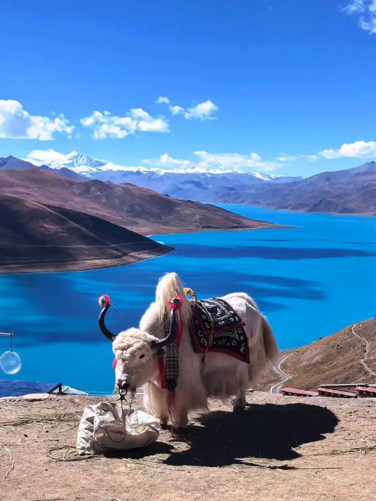 美國人去西藏旅遊|2027 最新規定 + CITS 組合式進藏全攻略|國旅環球-China2Go 羊湖