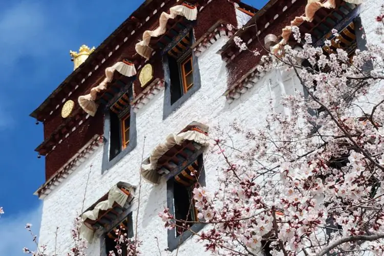 帕邦喀寺白牆紅頂藏式建築前桃花盛開，藍天下的西藏拉薩桃花秘境
