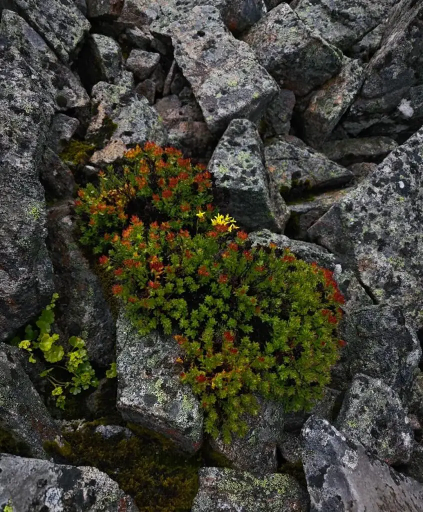 紅景天什麼時候吃?時機、劑量與西藏高原反應預防指南|國旅環球-China2Go 紅景天生長在高原環境