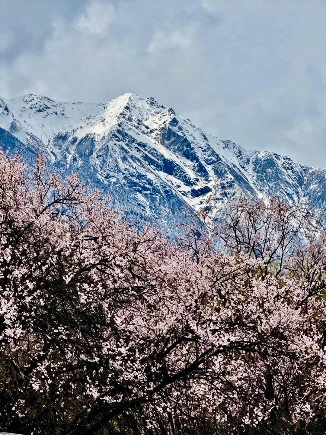 A grove of pink peach blossoms in full bloom at the foot of the mountains—the cover image for the 2027 Nyingchi Peach Blossom Festival